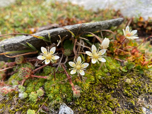 スイスアルプス - ユキノシタ科の植物